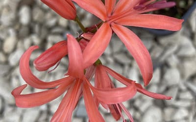 NERINE 'ADMINISTRATOR'