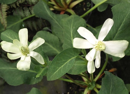 ANEMOPSIS CALIFORNICA