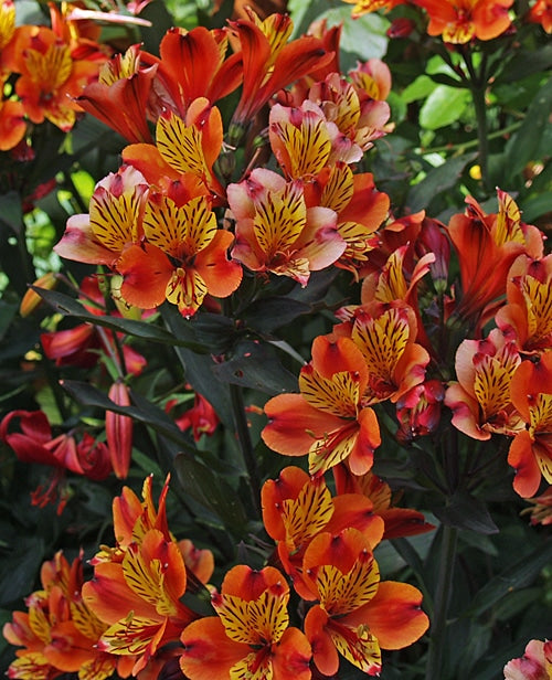 ALSTROEMERIA 'INDIAN SUMMER'