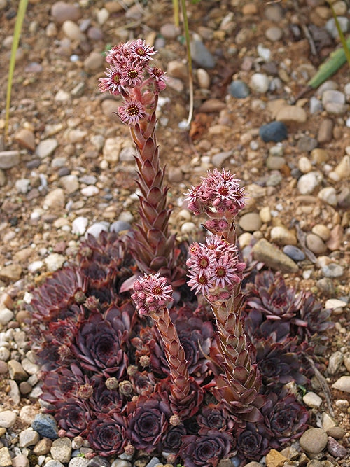 SEMPERVIVUM 'DARK BEAUTY'