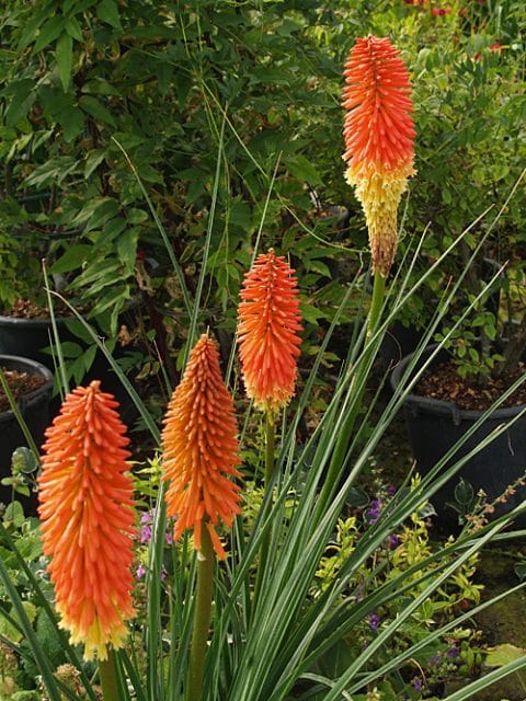 KNIPHOFIA UVARIA