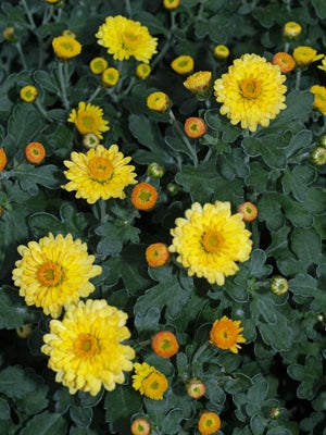 CHRYSANTHEMUM 'NANTYDERRY SUNSHINE'