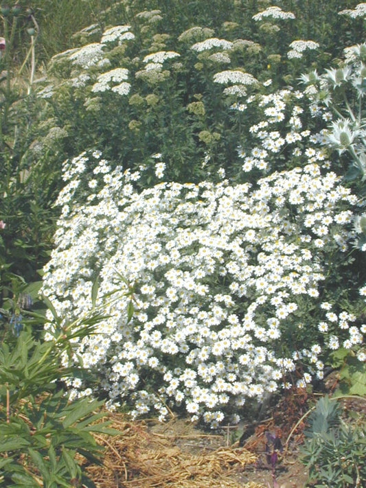 TANACETUM NIVEUM