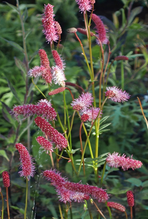 SANGUISORBA MENZIESII HYBRID