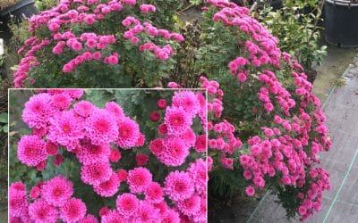 CHRYSANTHEMUM 'MR.MAPPIE'