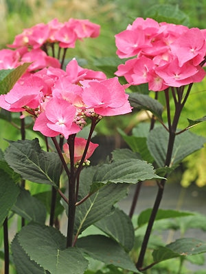 HYDRANGEA 'ZORRO'