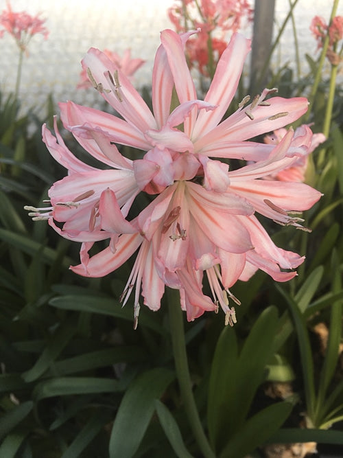 NERINE 'KYRIE'