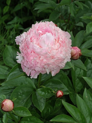 PAEONIA LACTIFLORA 'PINK PARFAIT'