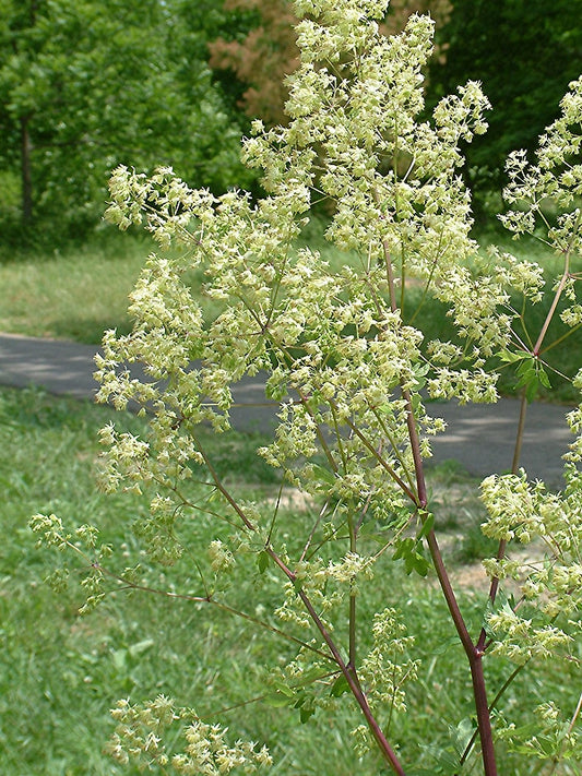 THALICTRUM DASYCARPUM