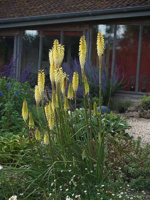 KNIPHOFIA 'PRIMROSE UPWARD'