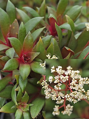 CRASSULA ORBICULARIS
