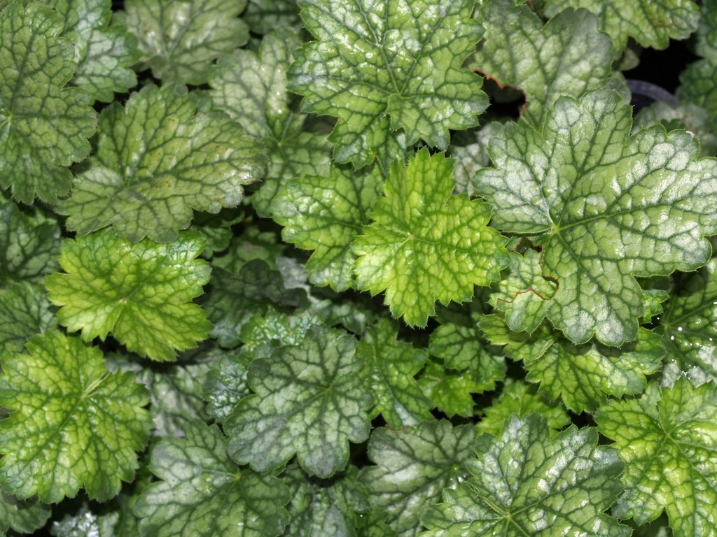 HEUCHERA 'PEPPERMINT'