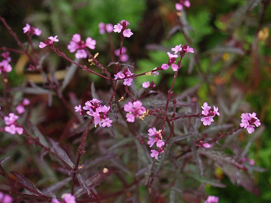 VERBENA OFFICINALIS var.GRANDIFLORA 'BAMPTON'