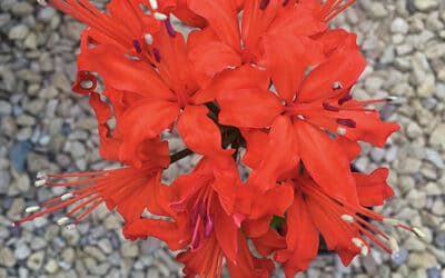 NERINE 'DELIUS'