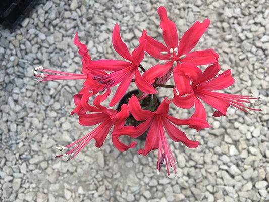 NERINE 'KYOTO'