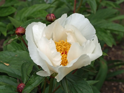 PAEONIA LACTIFLORA 'WHITE WINGS'