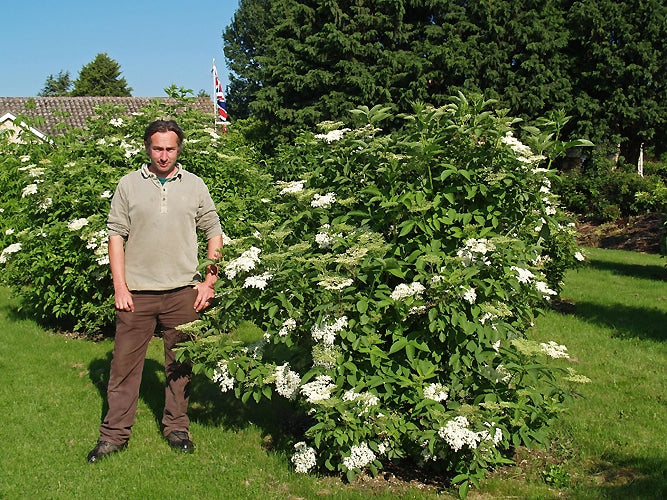 SAMBUCUS NIGRA 'SAMBU'