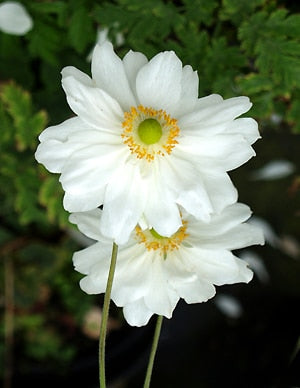 ANEMONE x HYBRIDA 'WHIRLWIND'