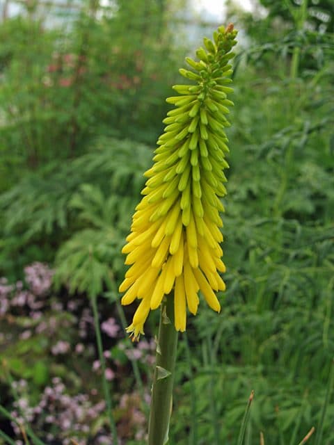 KNIPHOFIA 'GOLDFINCH'