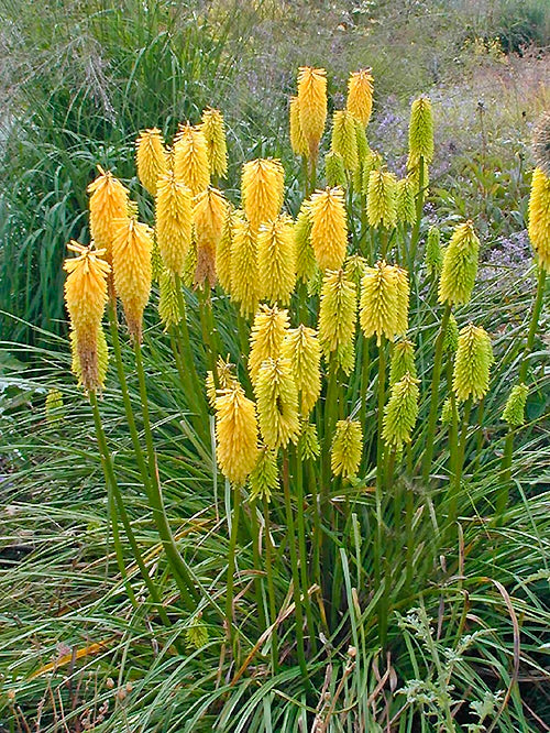 KNIPHOFIA 'WREXHAM BUTTERCUP'