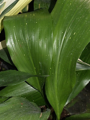 ASPIDISTRA ELATIOR 'HOSHI-ZORA'