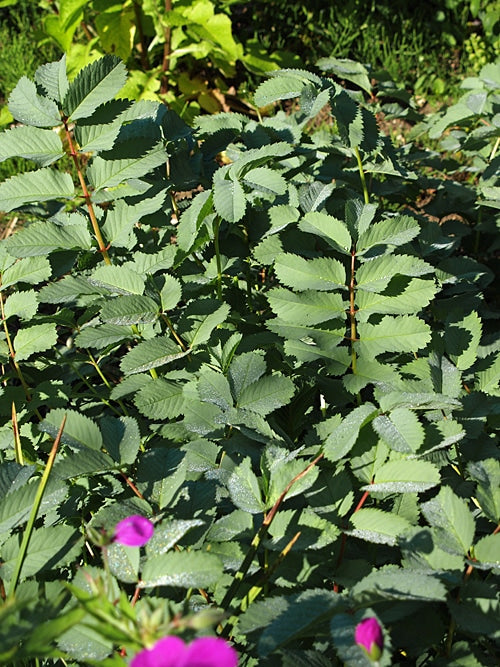 SANGUISORBA APPLANATA