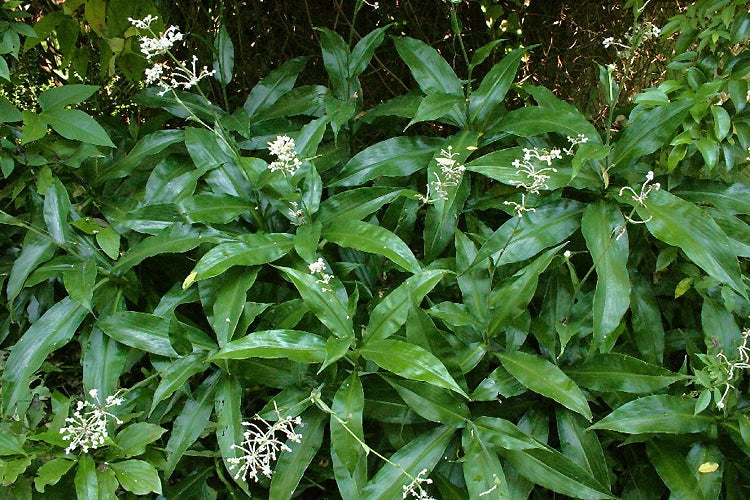 POLLIA JAPONICA