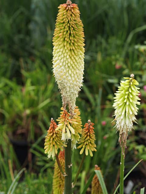 KNIPHOFIA 'HEN AND CHICKENS'