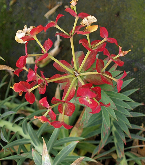 EUPHORBIA RIGIDA 2