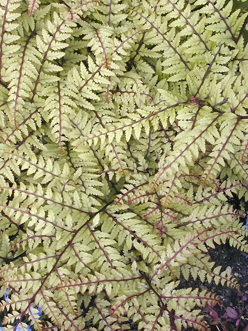 ATHYRIUM OTOPHORUM var.OKANUM