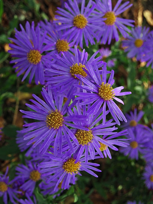 ASTER AMELLUS 'FRAMFIELDII'