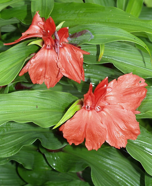 ROSCOEA PURPUREA 'RED GURKHA'