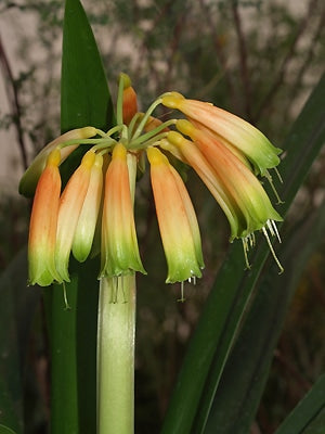 CLIVIA GARDENII