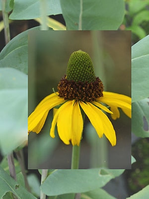 RUDBECKIA MAXIMA