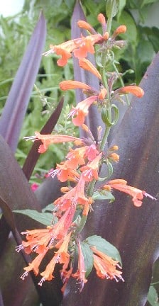 AGASTACHE 'TANGERINE DREAMS'