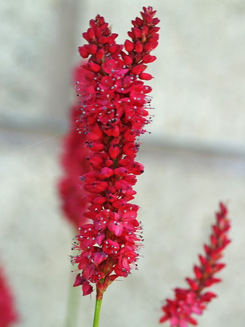 PERSICARIA AMPLEXICAULIS 'DIKKE FLOSKES'