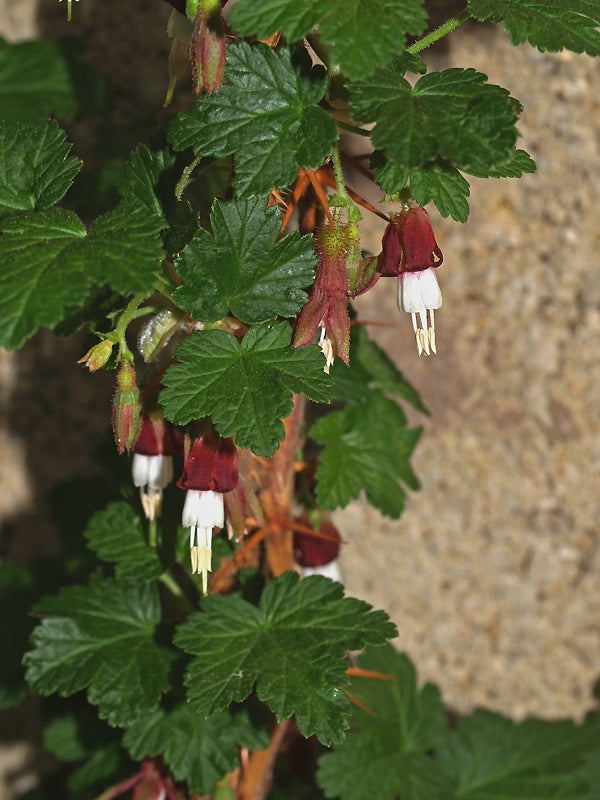 RIBES MENZIESII