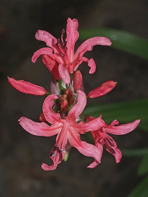 NERINE 'BENNETT POË'