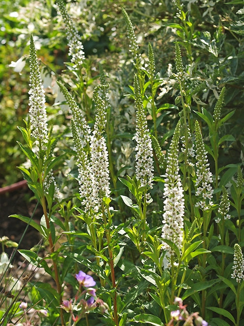 LYSIMACHIA BARYSTACHYS