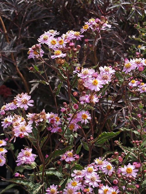 ASTER AGERATOIDES 'HARRY SMITH'