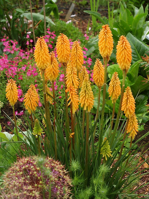 KNIPHOFIA 'OLD COURT SEEDLING'