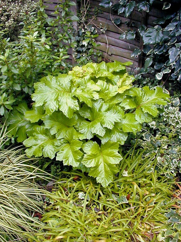 ACANTHUS MOLLIS 'HOLLARD'S GOLD'