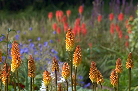 KNIPHOFIA 'APRICOT SOUFFLE'