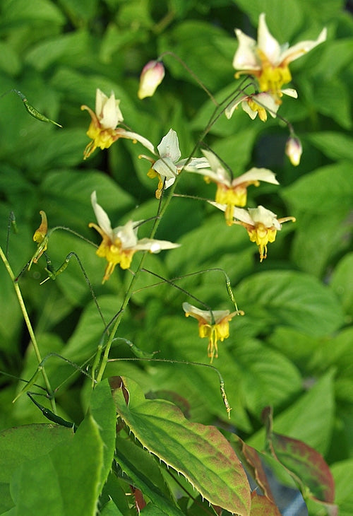 EPIMEDIUM 'VALOR'