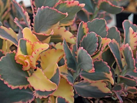 KALANCHOE FEDTSCHENKOI 'VARIEGATA'