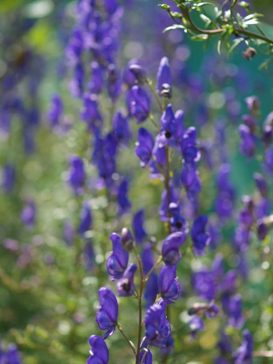 ACONITUM VARIEGATUM subsp.PANICULATUM