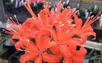 NERINE 'EARLY SNOW' x 'KEN HALL WHITE'