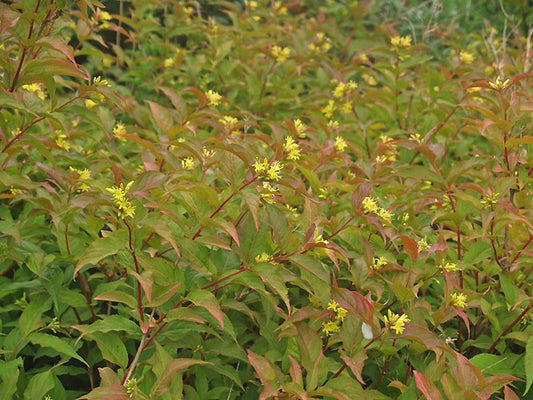 DIERVILLA SESSILIFOLIA