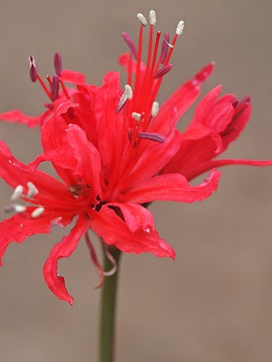 NERINE 'PLYMOUTH'