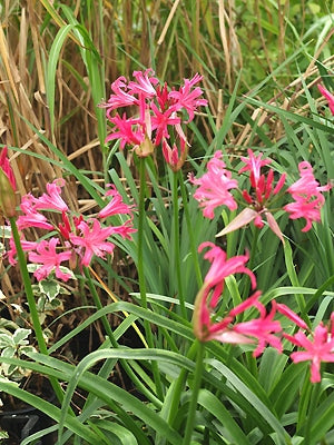 NERINE 'CODORA'